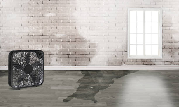Best Flood restoration services  in La Verkin, UT